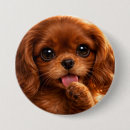 Search for cavalier badges Puppy