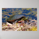Search for pond turtle posters Photography