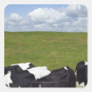 Search for pasture stickers Cow