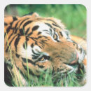 Search for indian tiger stickers Wildlife