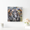 Search for rams the art Animals
