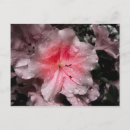 Search for droplets postcards Blossom