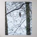 Search for eagle in winter art Wildlife