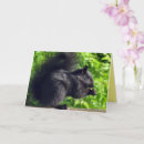 Search for black squirrel cards Squirrels