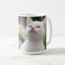 Search for kitten in a mugs Photography