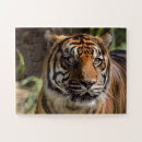Search for tiger face puzzles Cat
