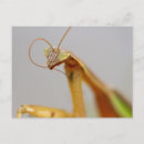 Search for mantids postcards Animal