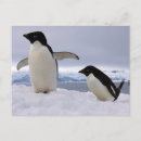 Search for antarctica postcards Nobody
