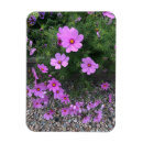 Search for cosmos magnets Floral