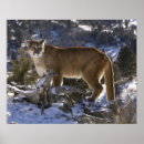 Search for puma mountain cat posters Carnivore