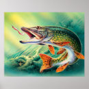 Search for antique fish print posters Home