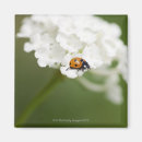 Search for macro flower magnets Nature