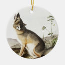Search for vulpes Mammal