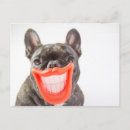 Search for funny bulldog postcards French bulldogs