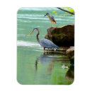 Search for herons magnets Nature