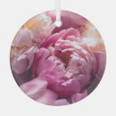 Search for tree peony Flower