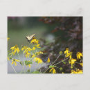 Search for morpho butterfly postcards Garden