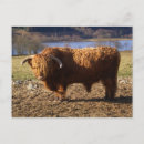 Search for scottish highland cow postcards Farm