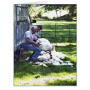 Search for sheep shearing Farming