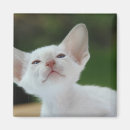 Search for big ears magnets Cute