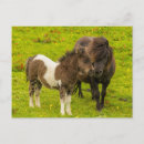 Search for shetland ponies postcards Farm