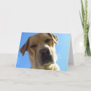 Search for goofy cards Animals