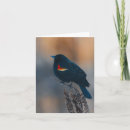 Search for wings note cards Birds