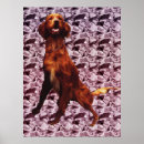 Search for irish setter posters Pets