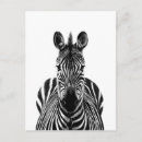 Search for black and white zebra postcards Photography