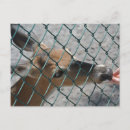 Search for precious postcards Deer