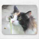Search for calico electronics Kitty
