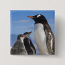 Search for two animals badges Sea