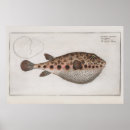 Search for puffer posters Illustration