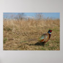 Search for pheasant posters Bird