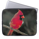 Search for red cardinal electronics Wildlife