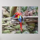 Search for scarlet macaws posters Bird