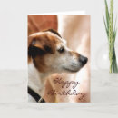Search for jack russell terrier cards Pet