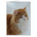 Search for norwegian forest cat postcards Cute