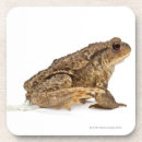 Search for toad coasters Wildlife