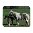 Search for mare magnets Standing