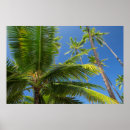 Search for coconut posters Hawaii