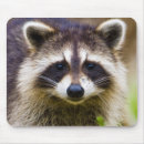 Search for procyon lotor electronics Wildlife