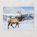 Search for elk in snow postcards Darrell gulin