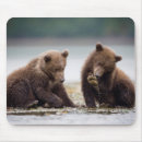 Search for grizzlies electronics Brown bears