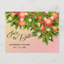 Search for fruits postcards Peach