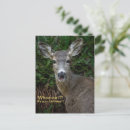 Search for deer funny birthday cards Wild