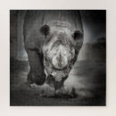 Search for rhinoceros puzzles Nature