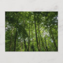Search for canopy postcards Woodland