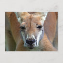 Search for rufus postcards Marsupial