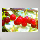 Search for ripe Cherries
